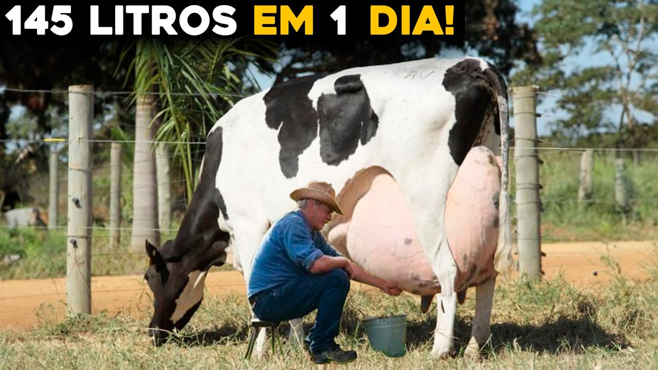 VACA BRASILEIRA BATE NOVO RECORDE MUNDIAL DE PRODUÇÃO DE LEITE