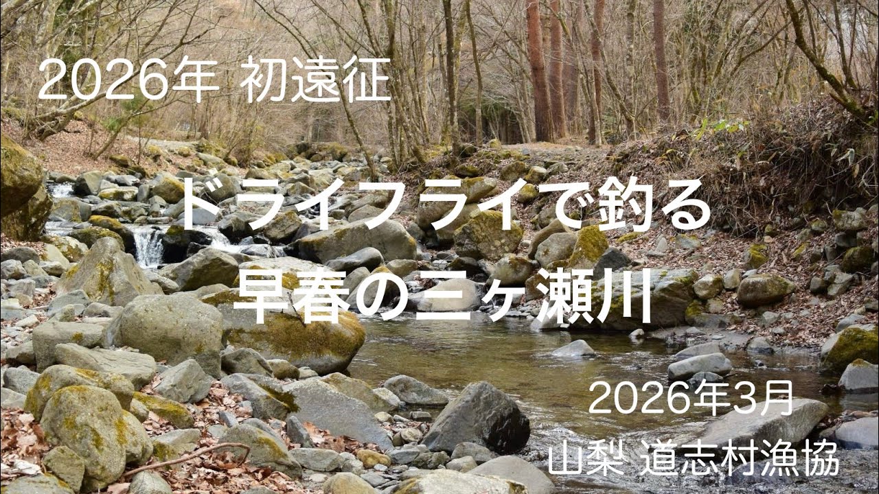 2026年3月 山梨・道志村 フライフィッシング