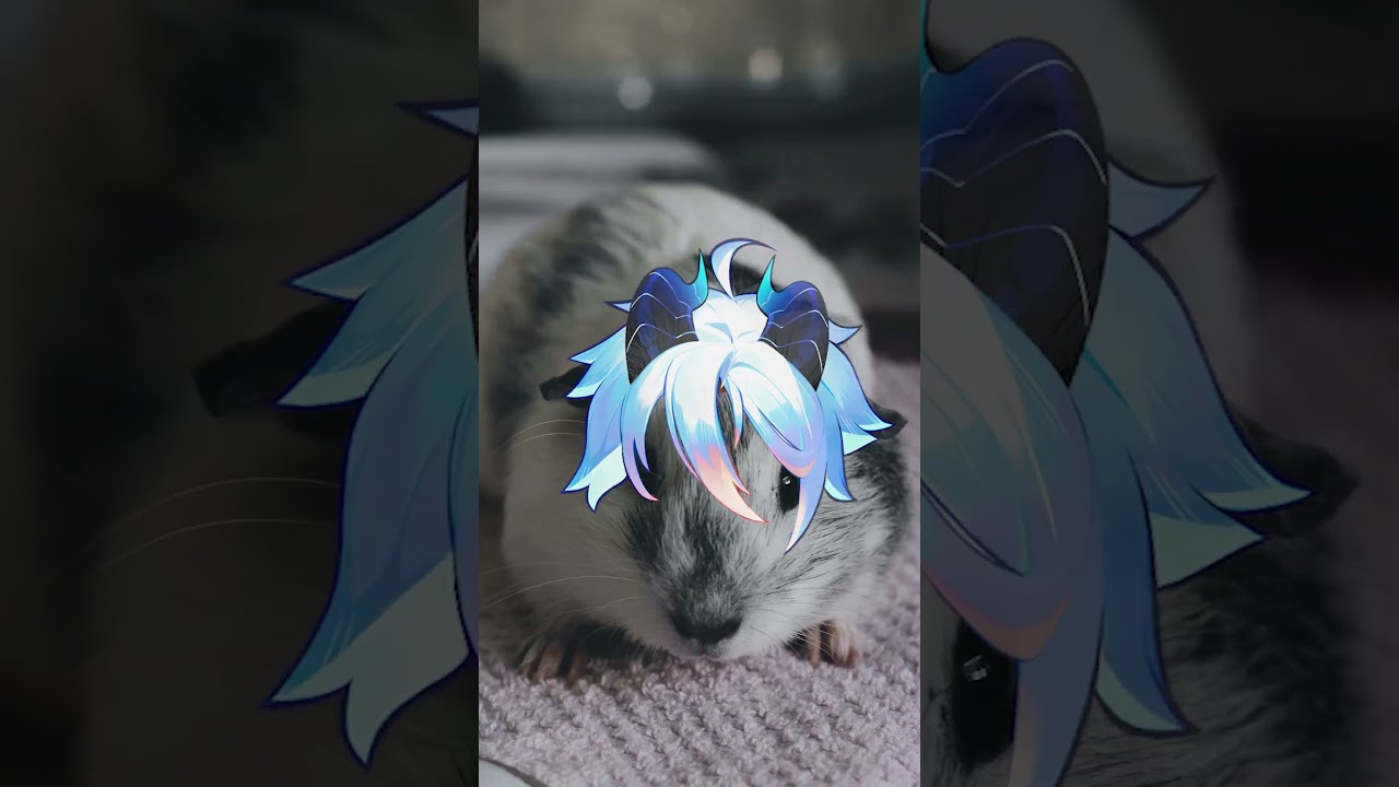 Guinea Pig  #vtuber
