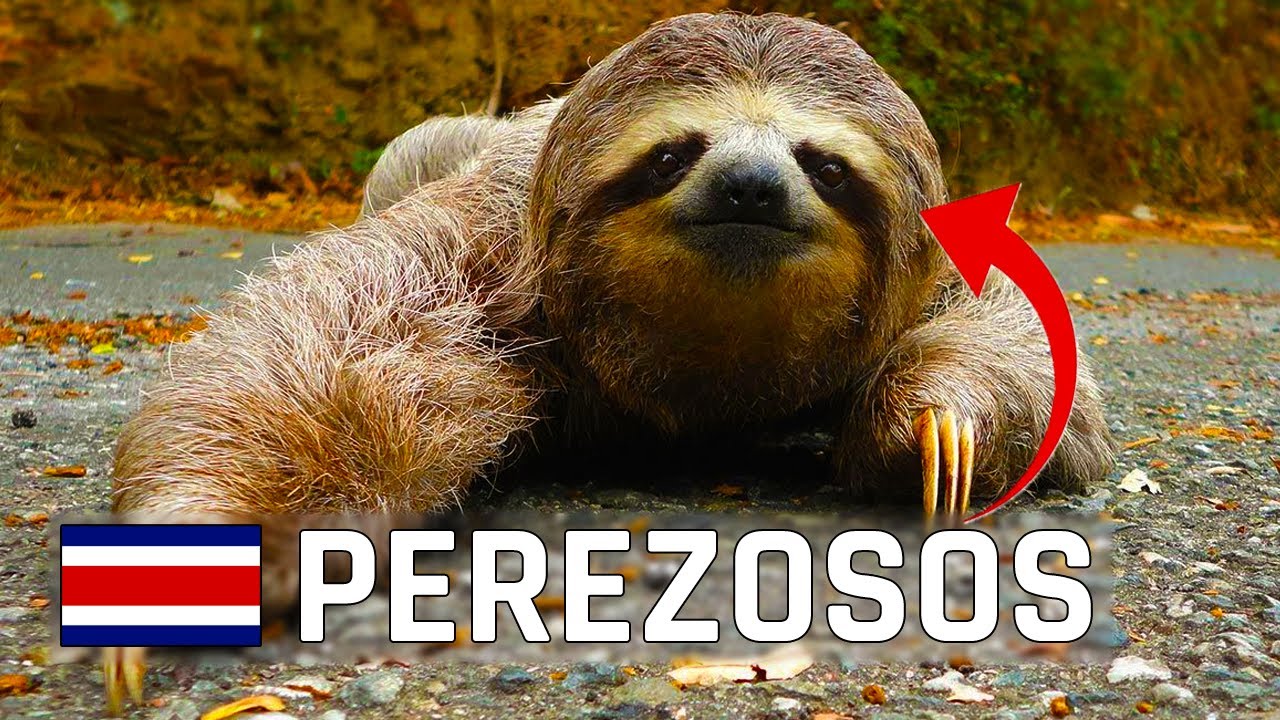 Santuario de PEREZOSOS | Monteverde Costa Rica