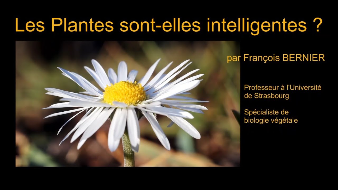 Les Conférences Buissonnières de l'ajvof - Les Plantes sont-elles intelligentes ?