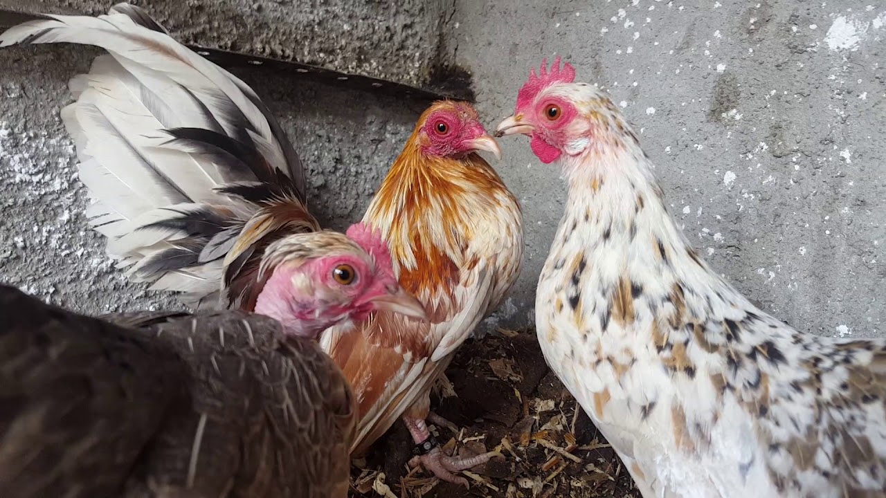 Lotes Kikirikis 2017-2018 Criadero el Sueño