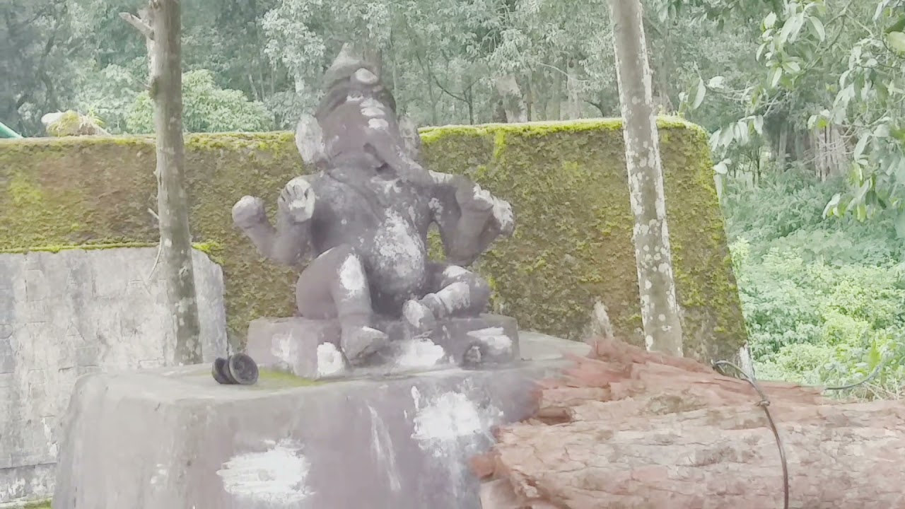 Kadalaar cardamom plantation visit