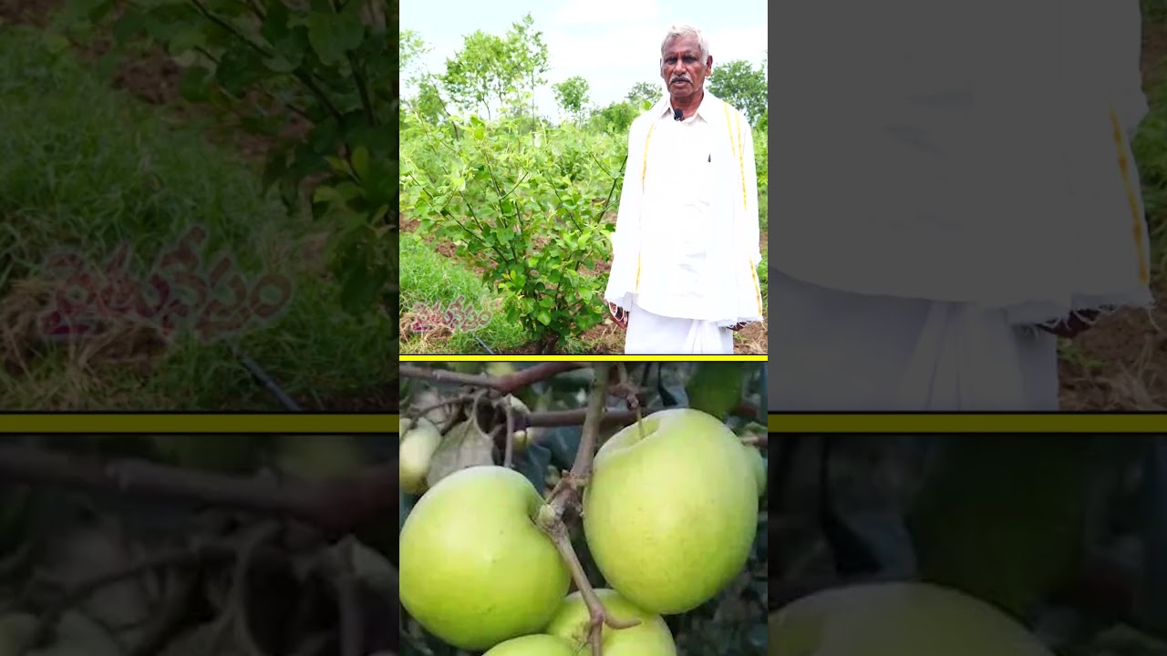అంతరపటలు.. రూ&zwnj;.5 లక్షల ఆదాయం #farming #agriculture #telugu #raitunestham