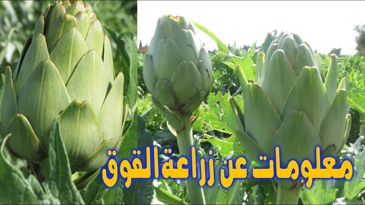 القوق او القرنيع الغرباوي,اشتهرت منطقة الغرب منذ سنين بزراعة القوق الرفيع والممتاز kouk
