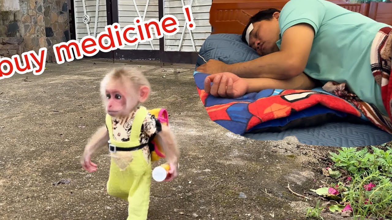 Baby monkey Kyo, GOOD, PERTTY, LOVE, knows how to take care of and help Dad with many things