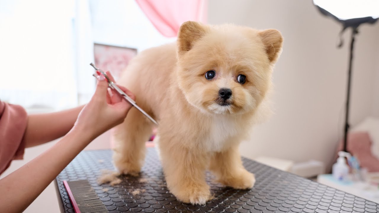 犬をやめて熊になります