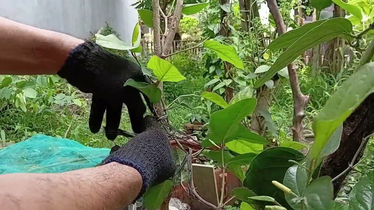 Pengantian tajar pohon cabe jamu tumapang sari dengan pohon merica