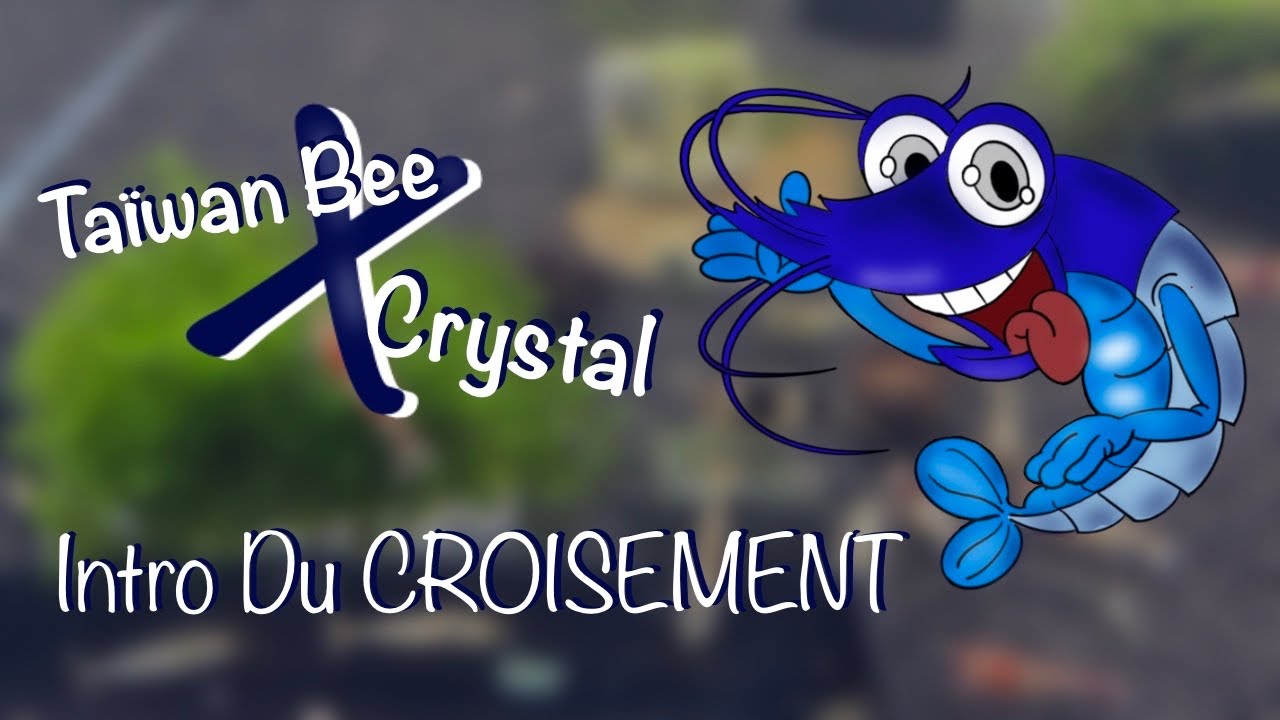 Croisement entre caridina cf. Logemanni : 