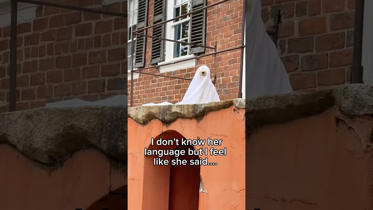 Funny dog tricks tourists at old Salem in North Carolina 