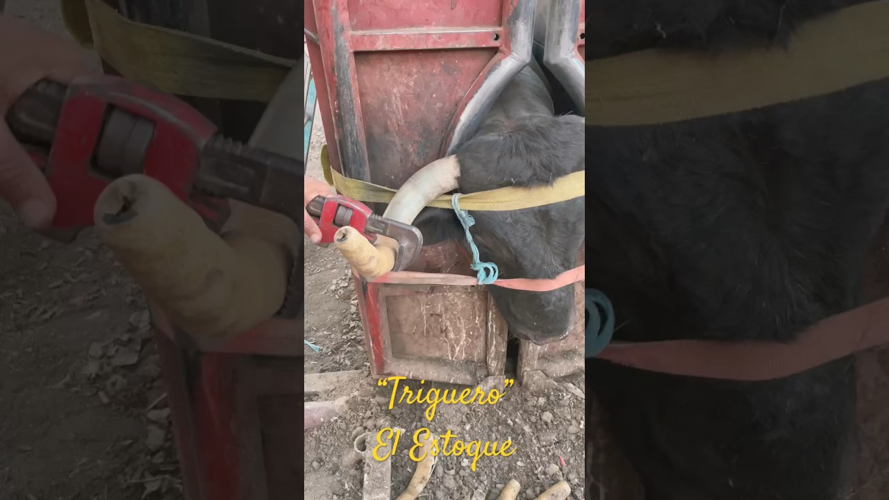 🔥FUERA FUNDAS👏🏻 PARA QUE &ldquo;TRIGUERO TENGA LOS PITONES INTACTOS PARA SU GRAN NOCHE 💪🏻