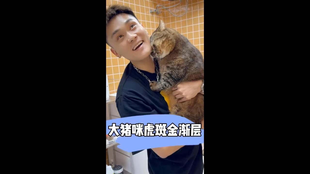 大猪咪虎斑金渐层