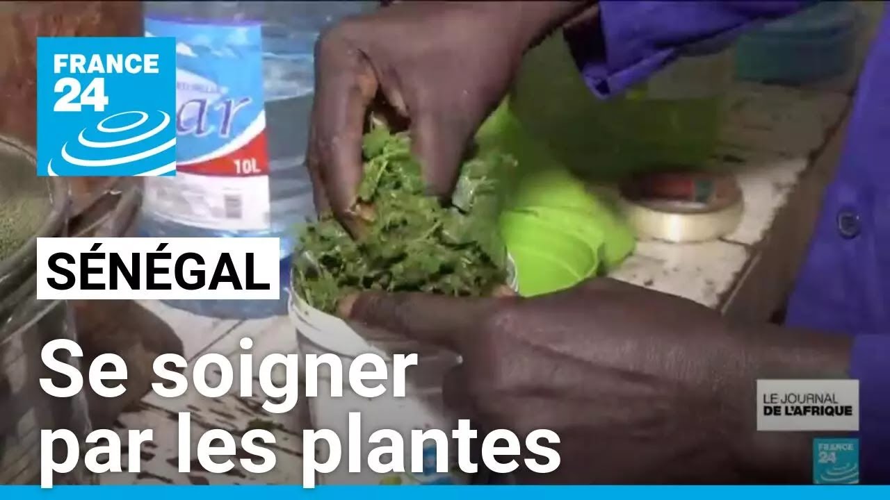 Sénégal : se soigner par les plantes, comment garantir la qualité des soins ? • FRANCE 24