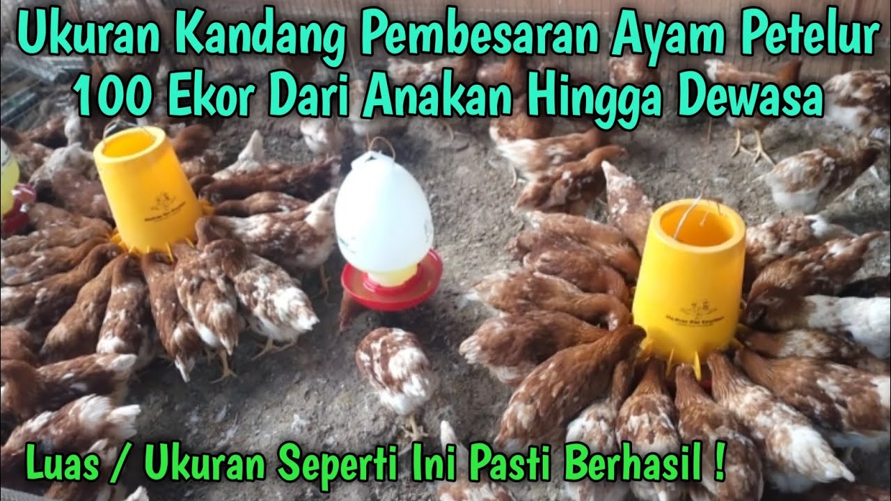 Ukuran Kandang Pembesaran Ayam Petelur 100 Ekor Dari Anakan Hingga Pullet / Dewasa