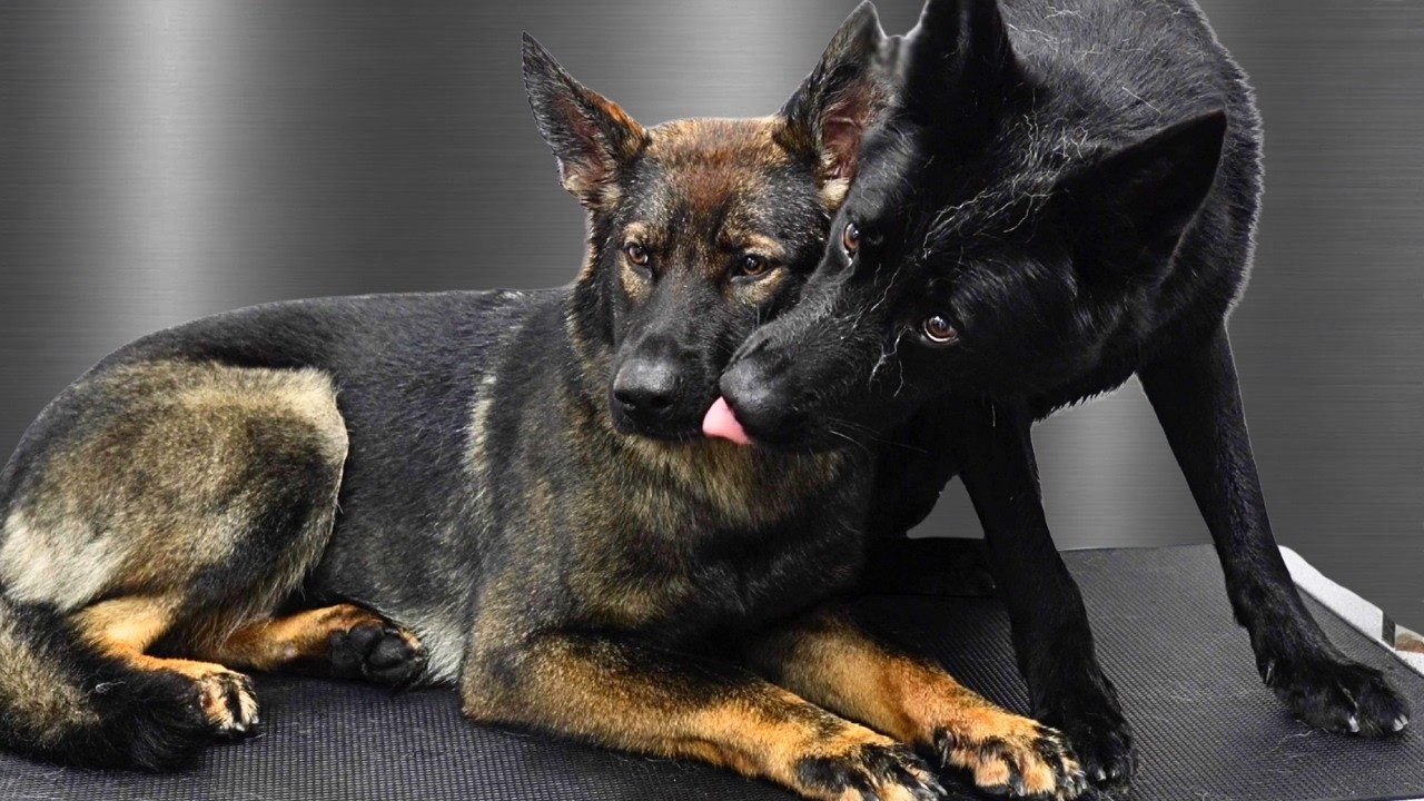 The Most Adorable Grooming Support System I've Ever Seen