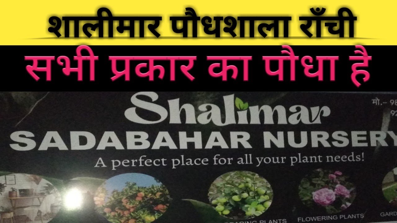 Salimar sadabahar nursery irba ranchi|Ranchi|#viralvideo #vlog #dailyvlog #india #art
