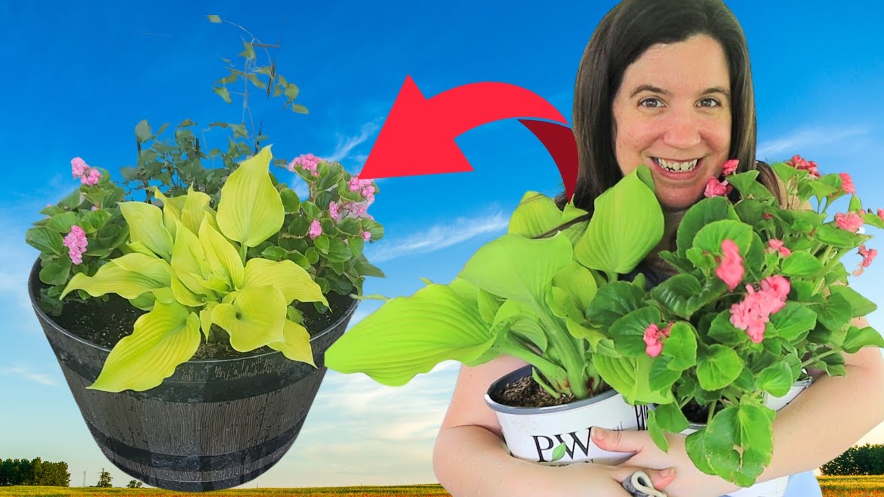 Planting up a Contain Full of Shade Plants!