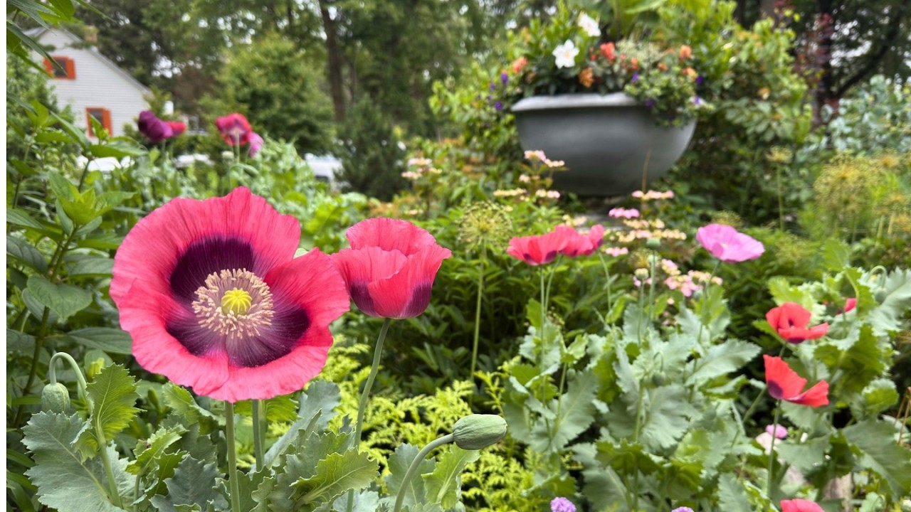 It's a poppy paradise! 🌿 Garden stroll