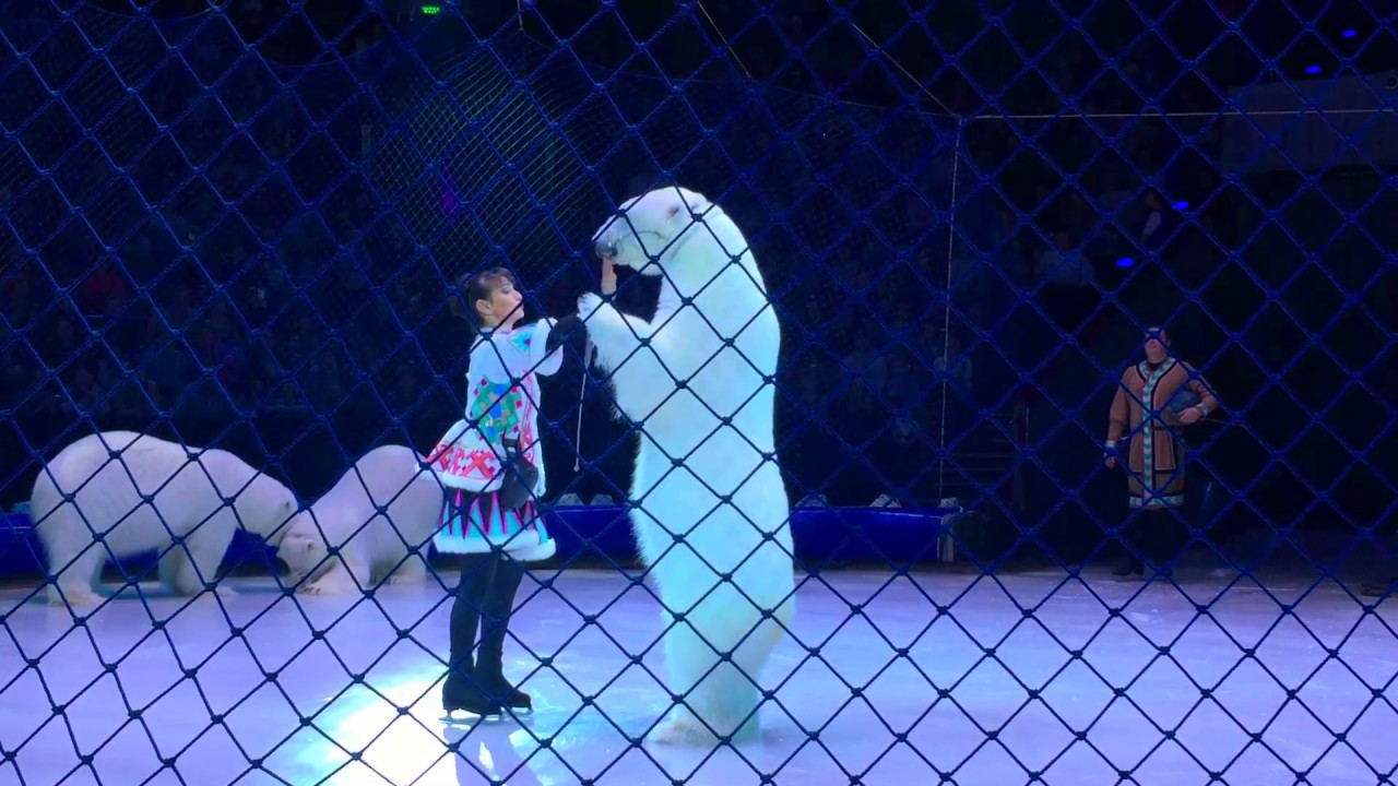 polar bears in the circus