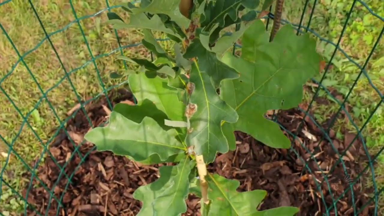 Quercus cerris 'Crimson Spire' dub cer
