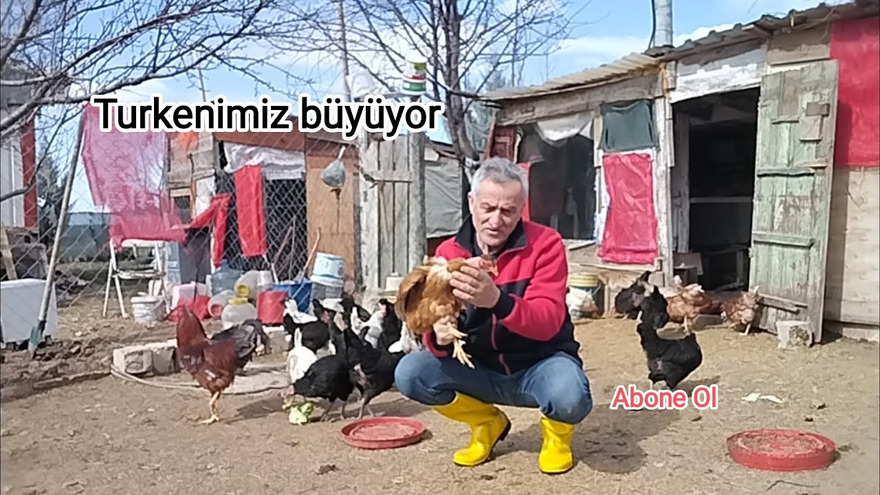 Turken civcivimiz yarka oldu.