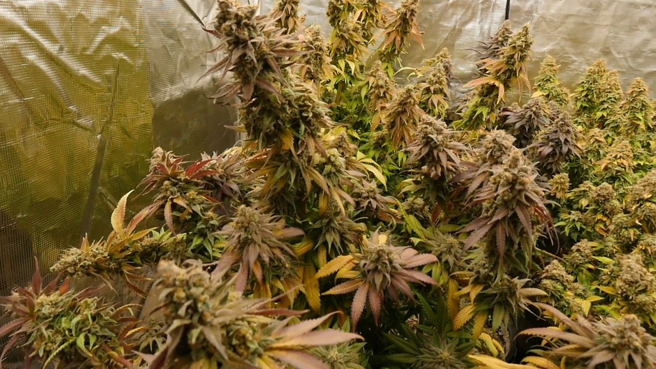 CANNABIS TIME LAPSE FLOWERING - NEXTLIGHT MEGA LED AND JORDAN OF THE ISLANDS GENTICS