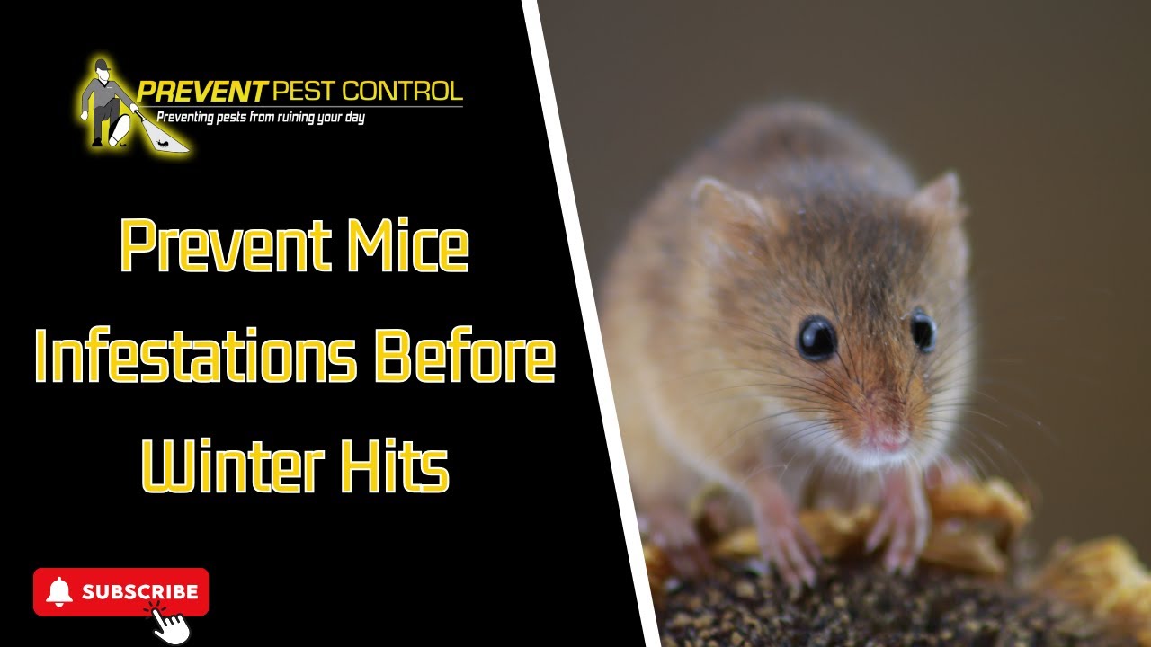 Prevent Mice Infestations Before Winter Hits