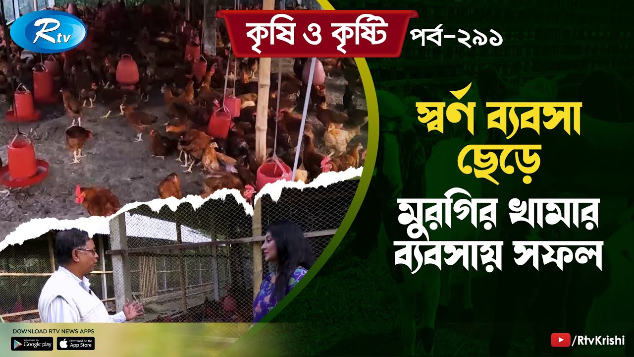স্বর্ণ ব্যবসা ছেড়ে খামার ব্যবসায় সফল হওয়া খামারীর গল্প | Chicken Farm | Rtv Krishi