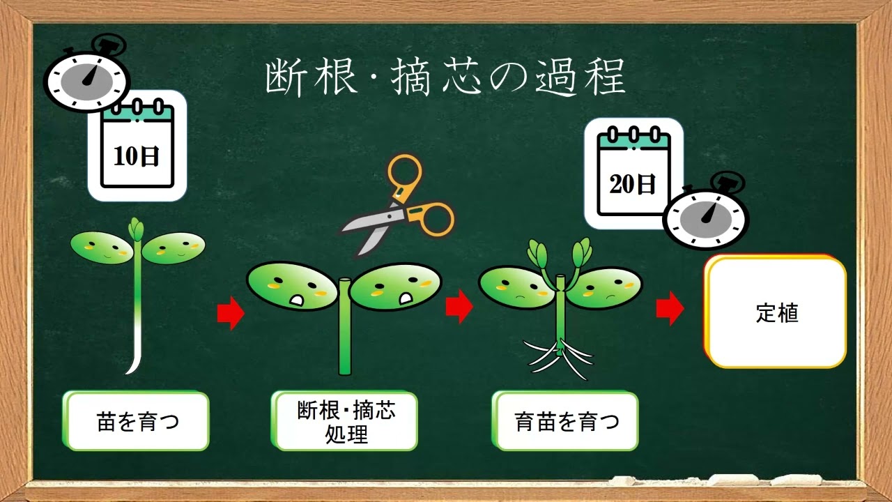 なぜ断根・摘芯は広がらないのか？