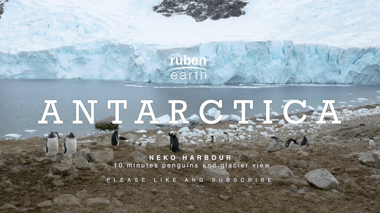 Gentoo Penguin Colony in Neko Harbour, Antarctica. 10 minutes of a fixed relaxing landscape view. 4K