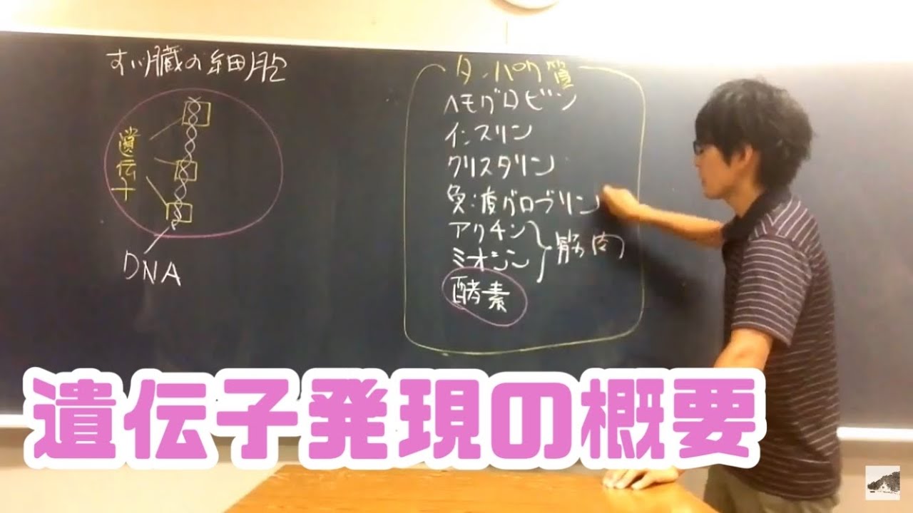 遺伝子の発現（概要）　高校生物基礎