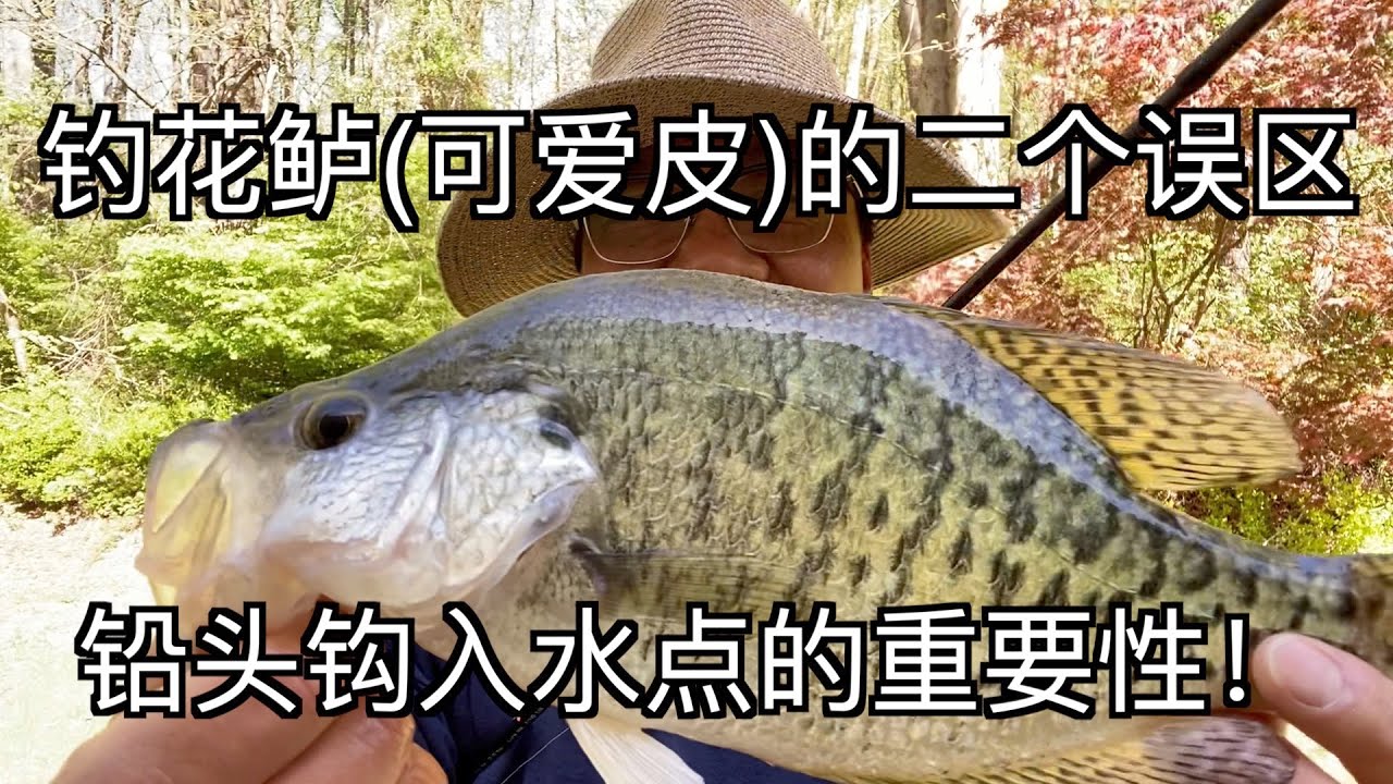 钓花鲈(可爱皮)的二个误区, 铅头钩入水点的重要性！Crappie Fishing Techniques and Tips