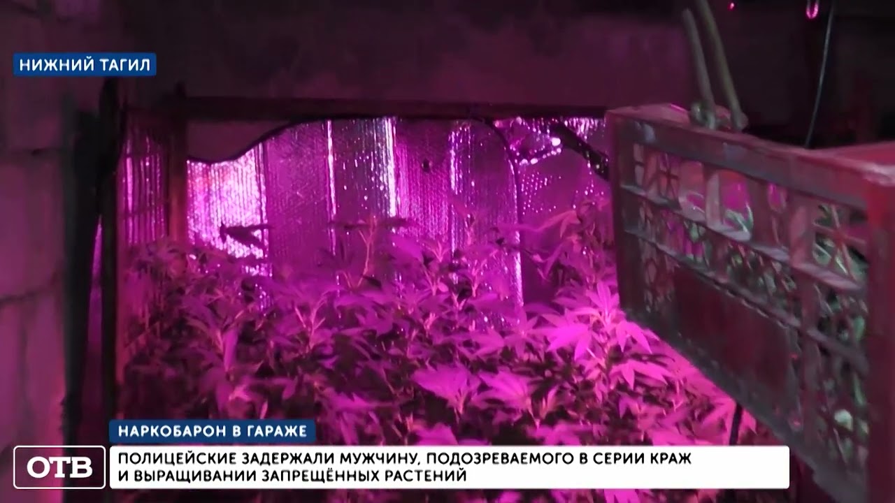 Гаражная плантация конопли в Нижнем Тагиле. Афганистан в России