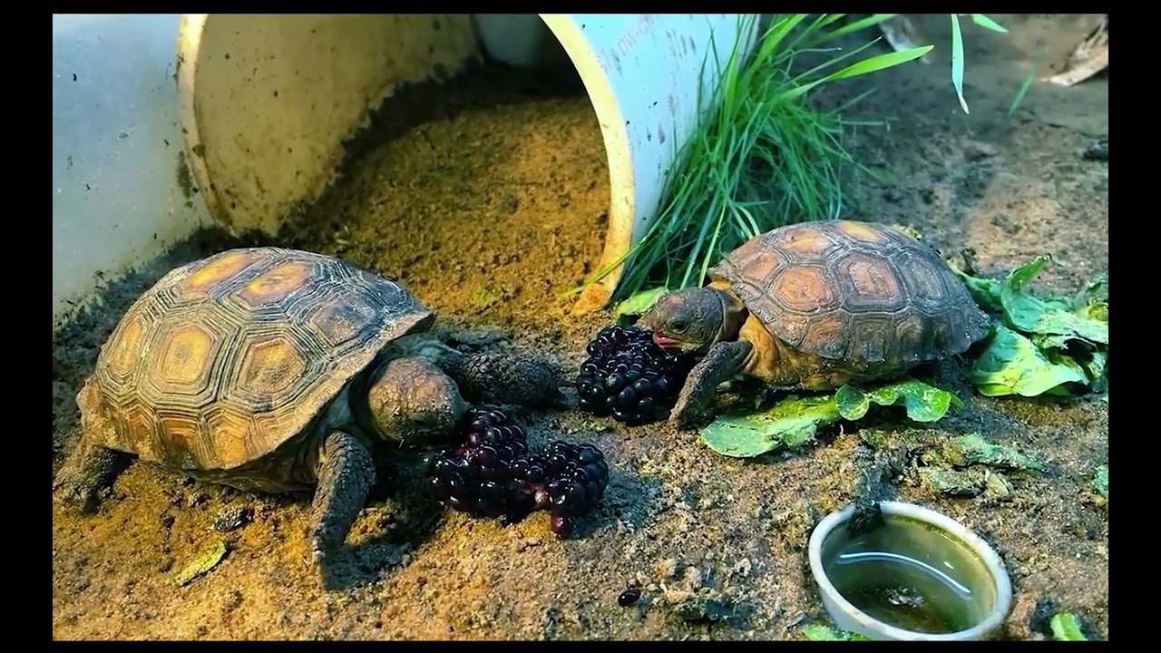 Hunters' Guide to Protecting Gopher Tortoises - Audio Described