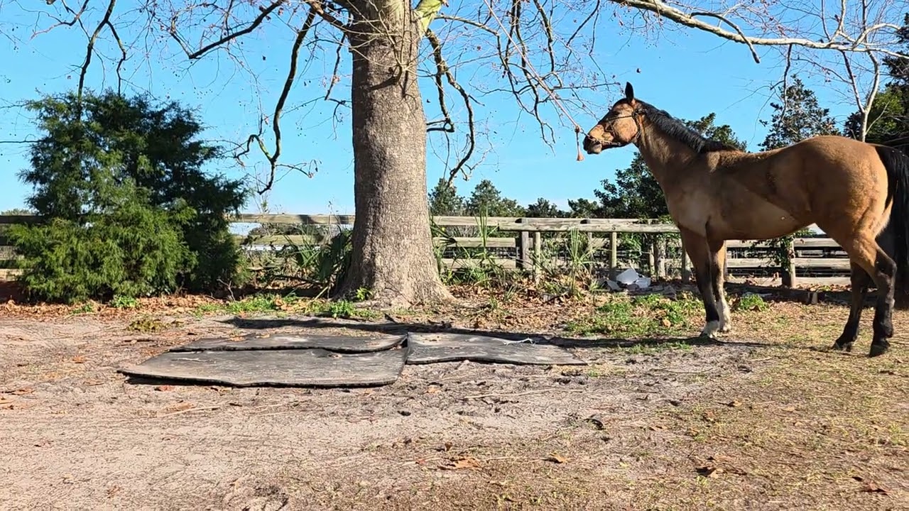 Buckwheat's first day at the thinking tree (with us)