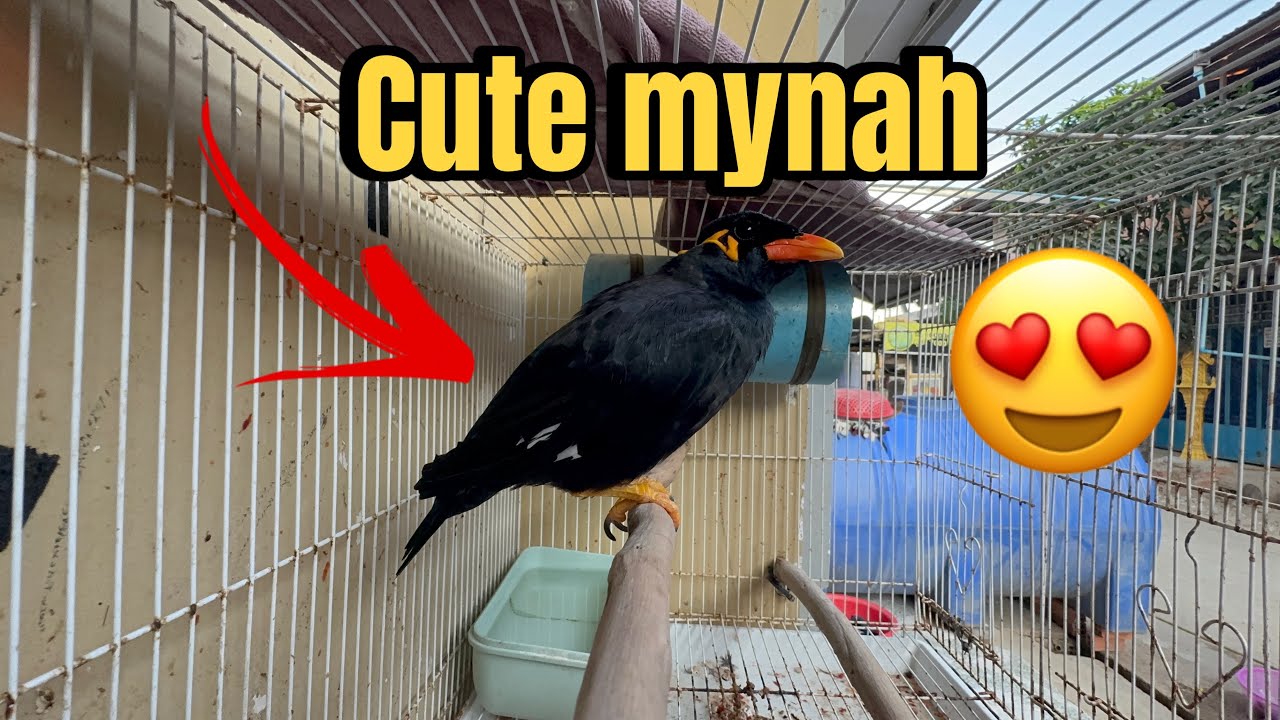 Cute mynah so pretty ❤️️ 