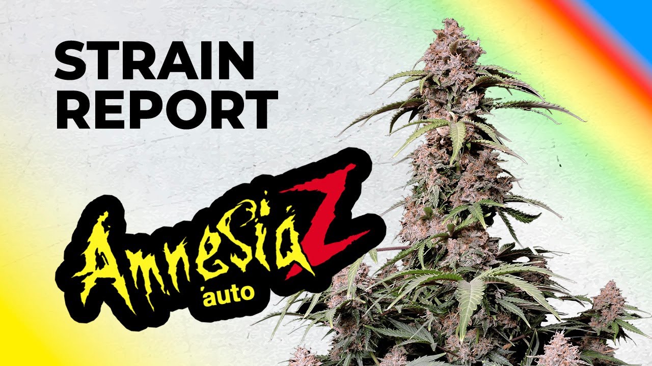 Amnesia Z Auto | Обзор сорта | Fast Buds | Indica