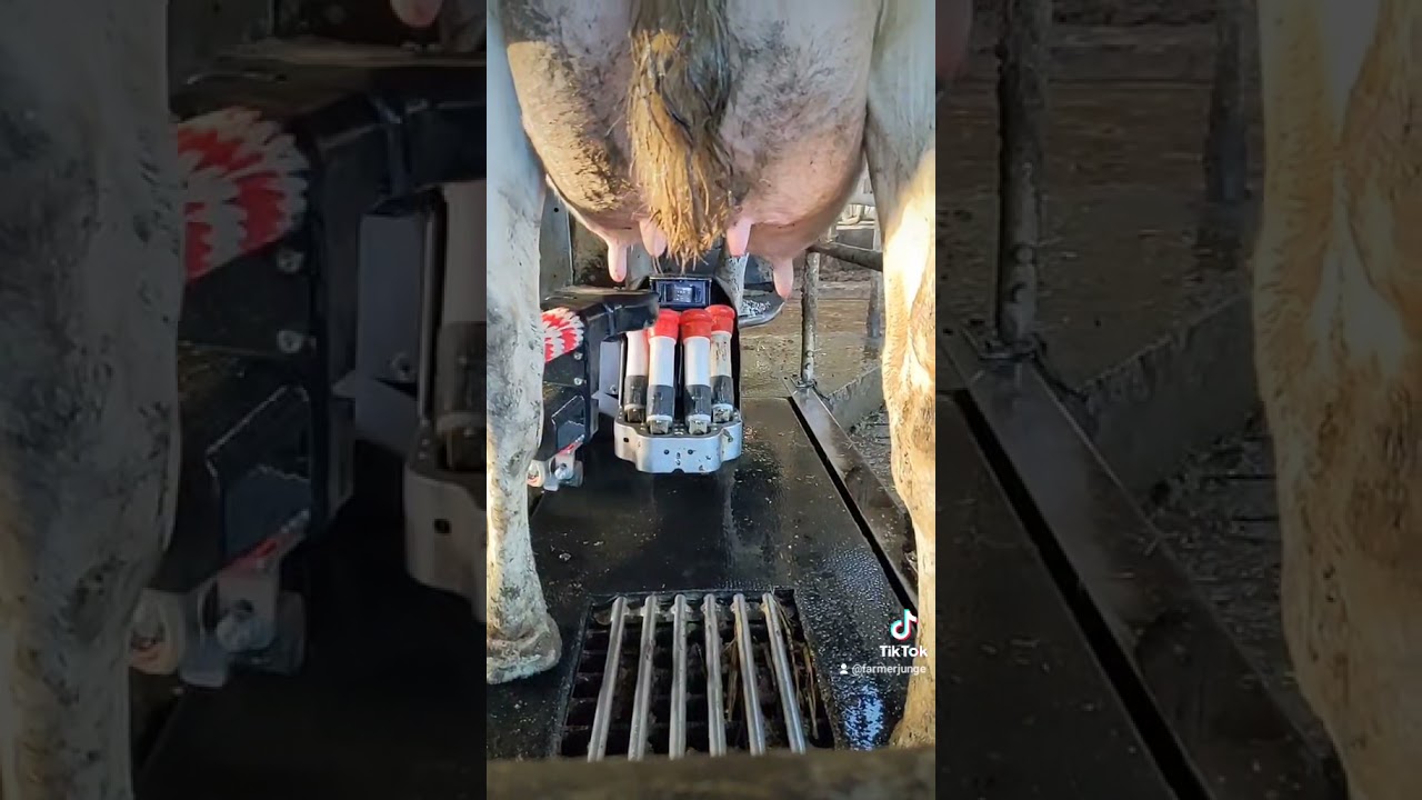 Lely Melkroboter # Farmerjunge