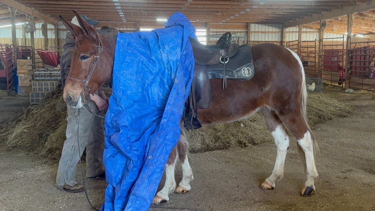 Joann, gentle trail mule for sale 