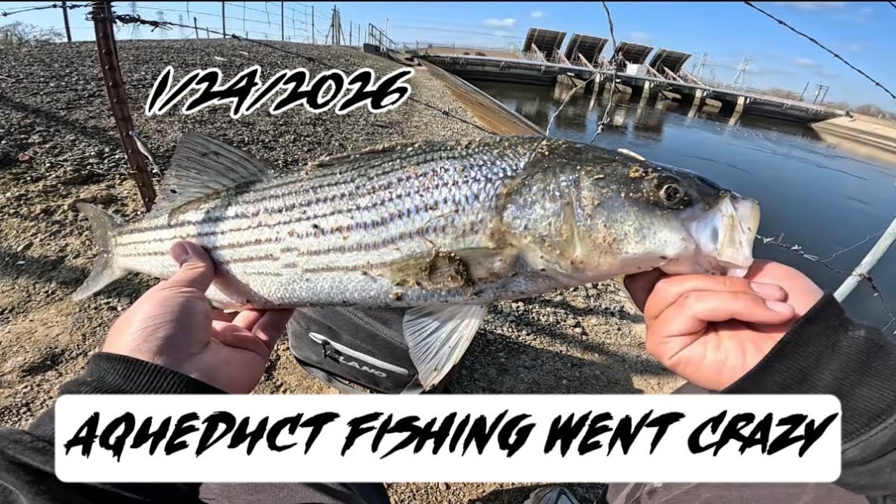 Catching Fish After Fish | California Aqueduct 🎣