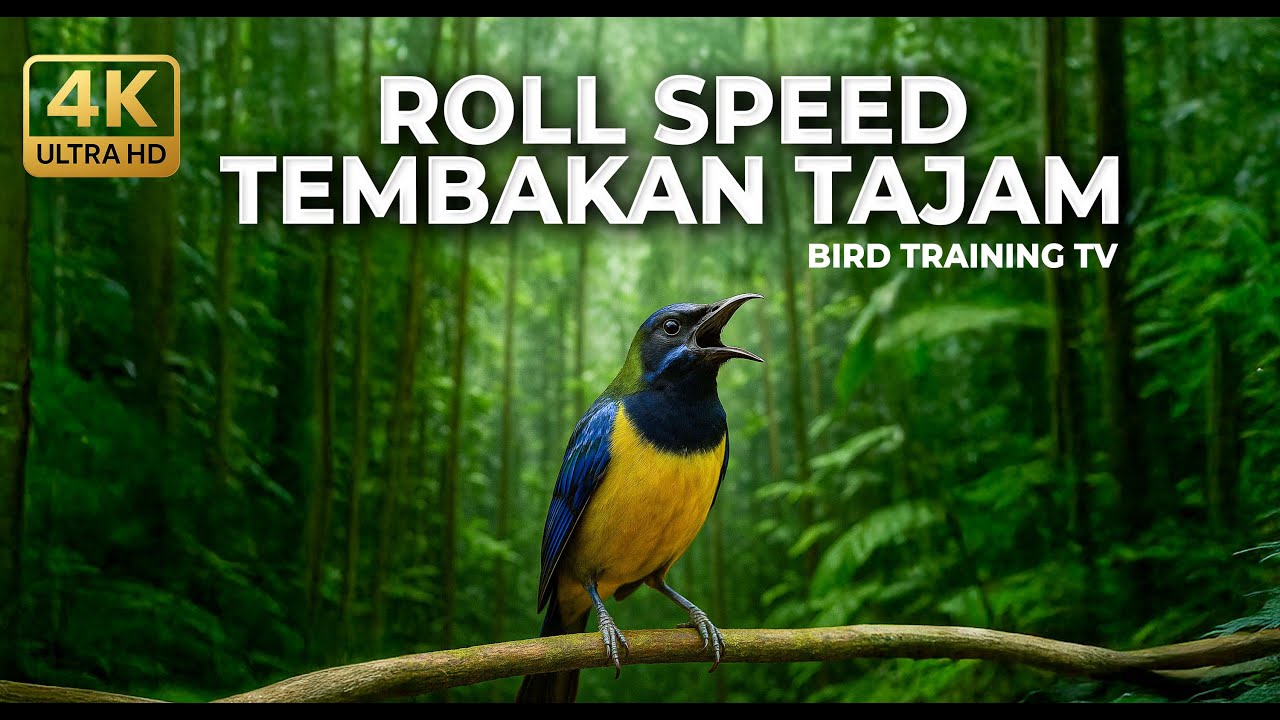 🔴 Live Cucak Cungkok Super Gacor Isian Bajing Kekes Kunti Grejaan Masteran Murai Terbaik 2026