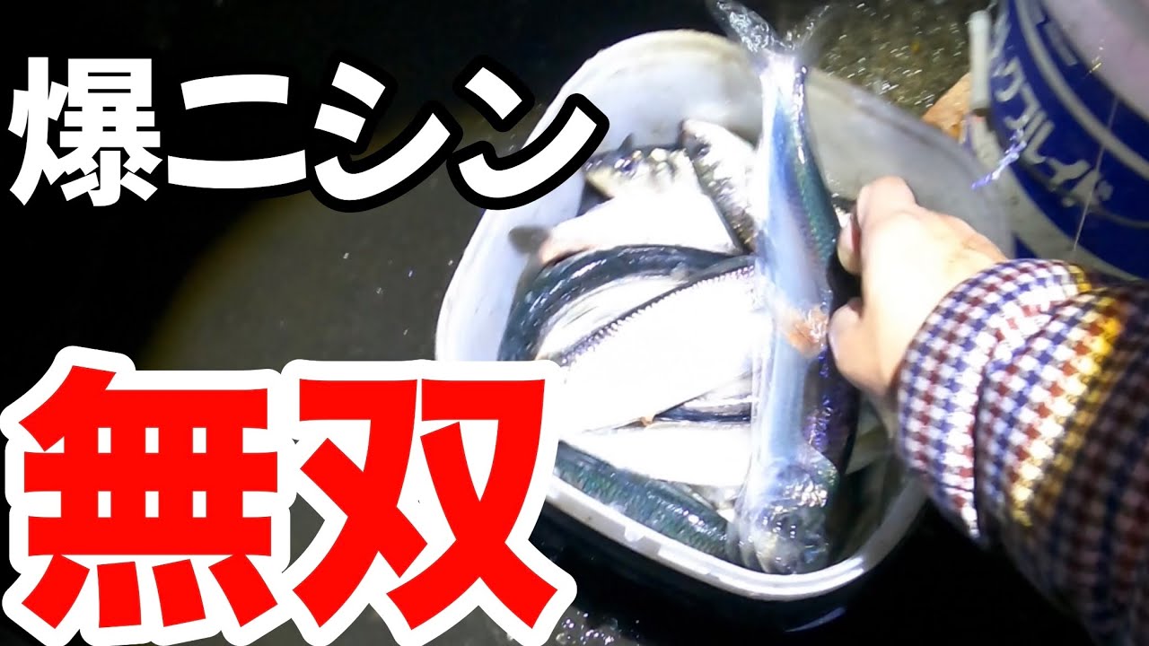 【北海道】【釣り】爆ニシン無双！やっぱり大潮は激熱だった！【鰊釣り】　#ニシン釣り#鰊釣り#爆釣#北海道釣り#大潮 #無双