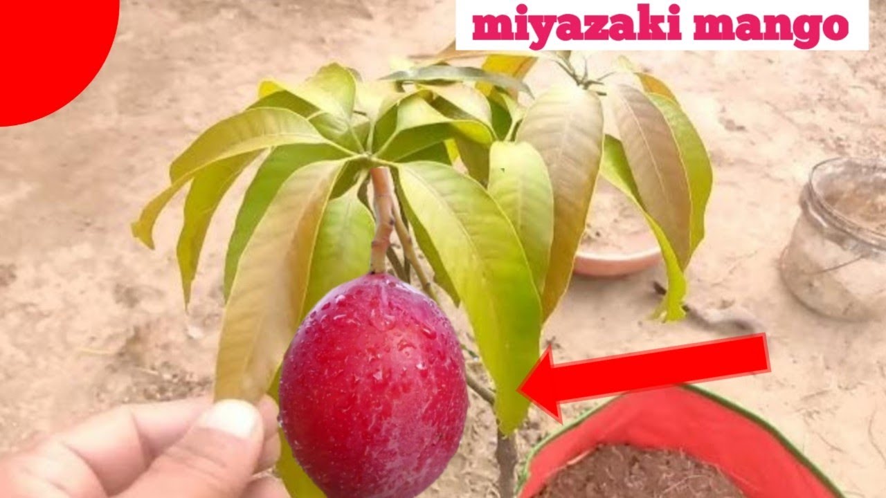 miyazaki mango कैसे लगाएं और उसकी देखभाल कैसे करें @Helpgardening123