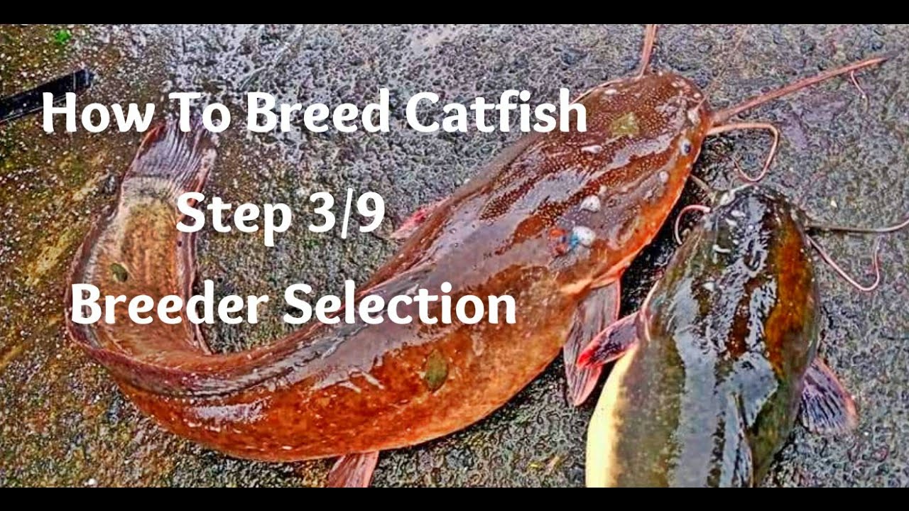 How to Breed Catfish Step 3/9 || Breeder Selection