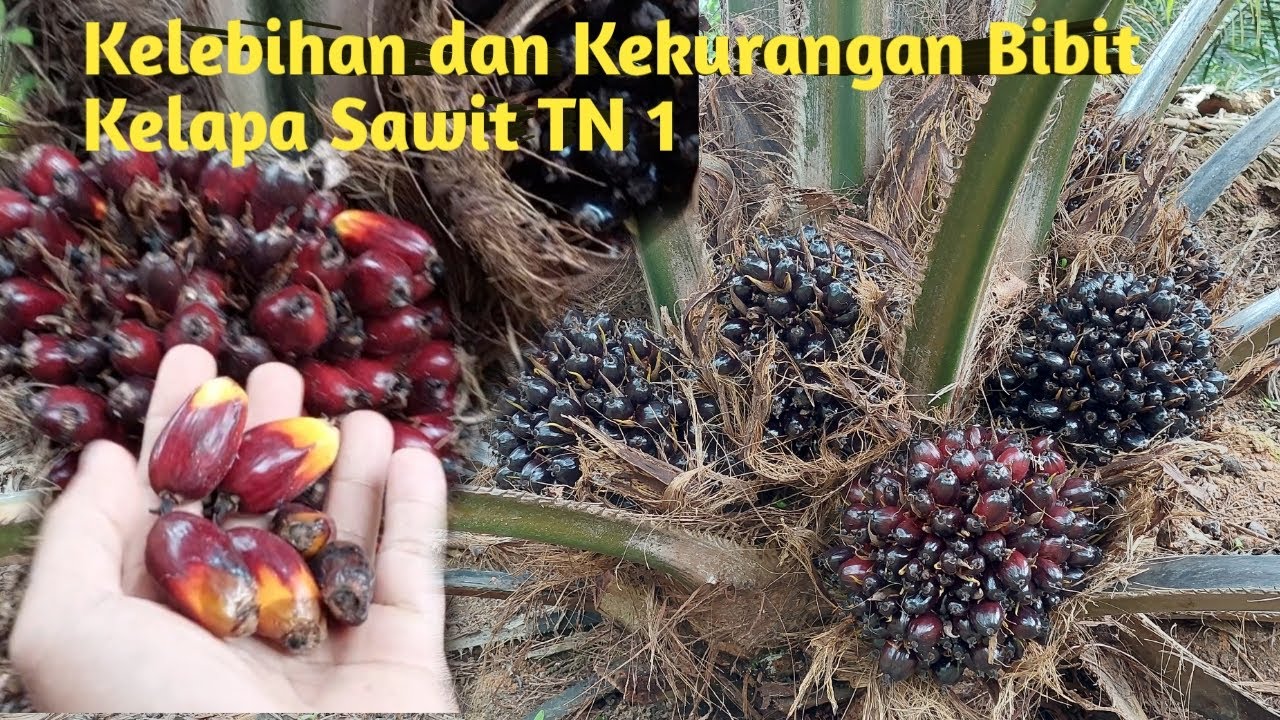 Kelebihan dan kekurangan Bibit Kelapa Sawit unggul TN 1