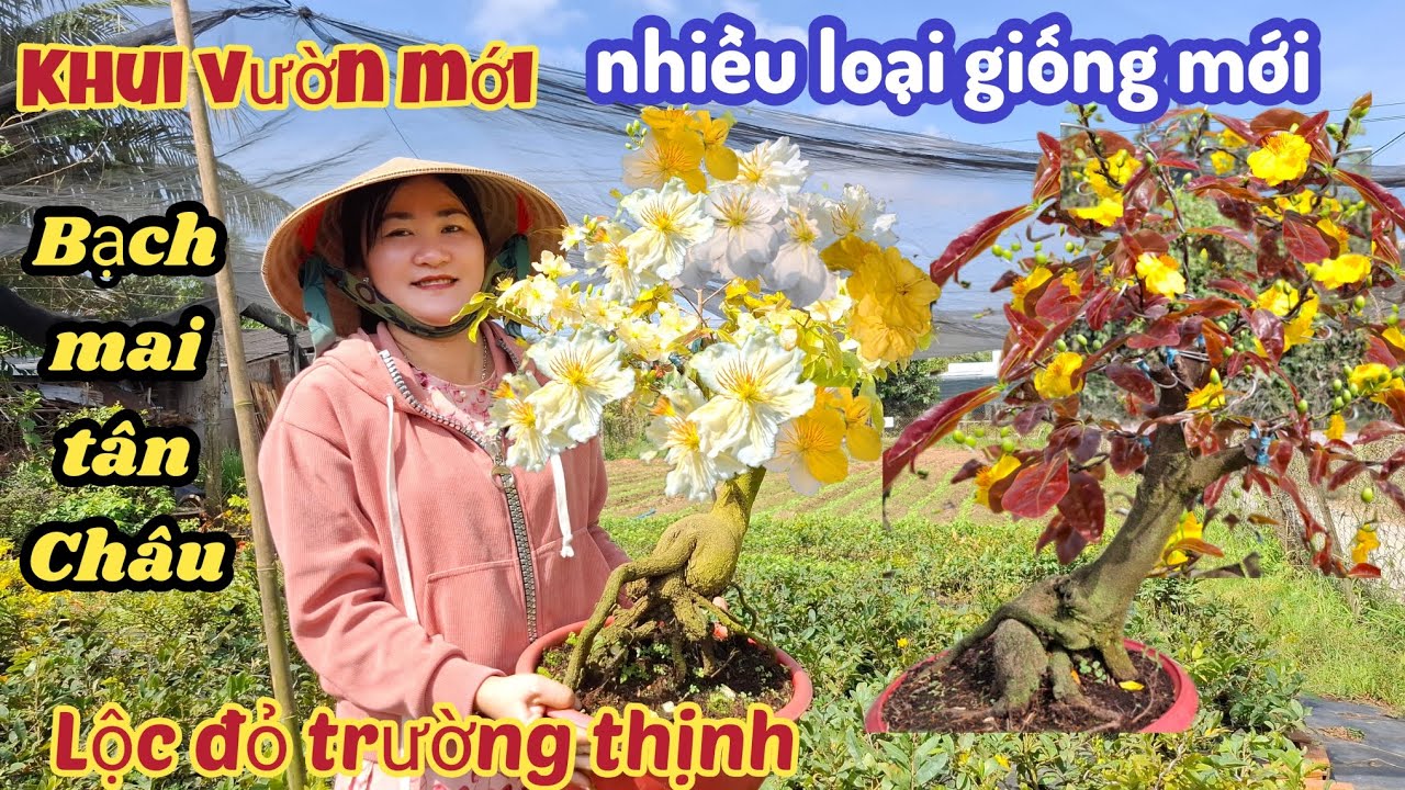 20/02/2026💥Khui vườn mới 💥hơn 10 loại giống  mai mới nhất, nhiều loại bạch mai, lộc đỏ trường thịnh 