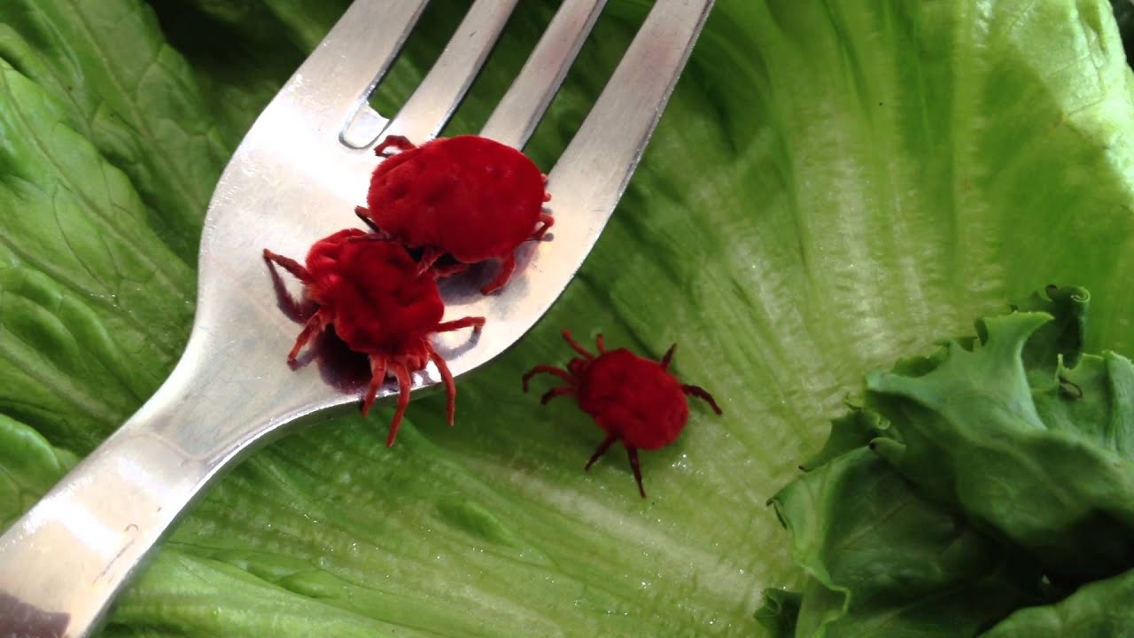 巨大ダニ　ナミケダニ [Red Velvet Mite: Trombidium sp., Trombidiidae]