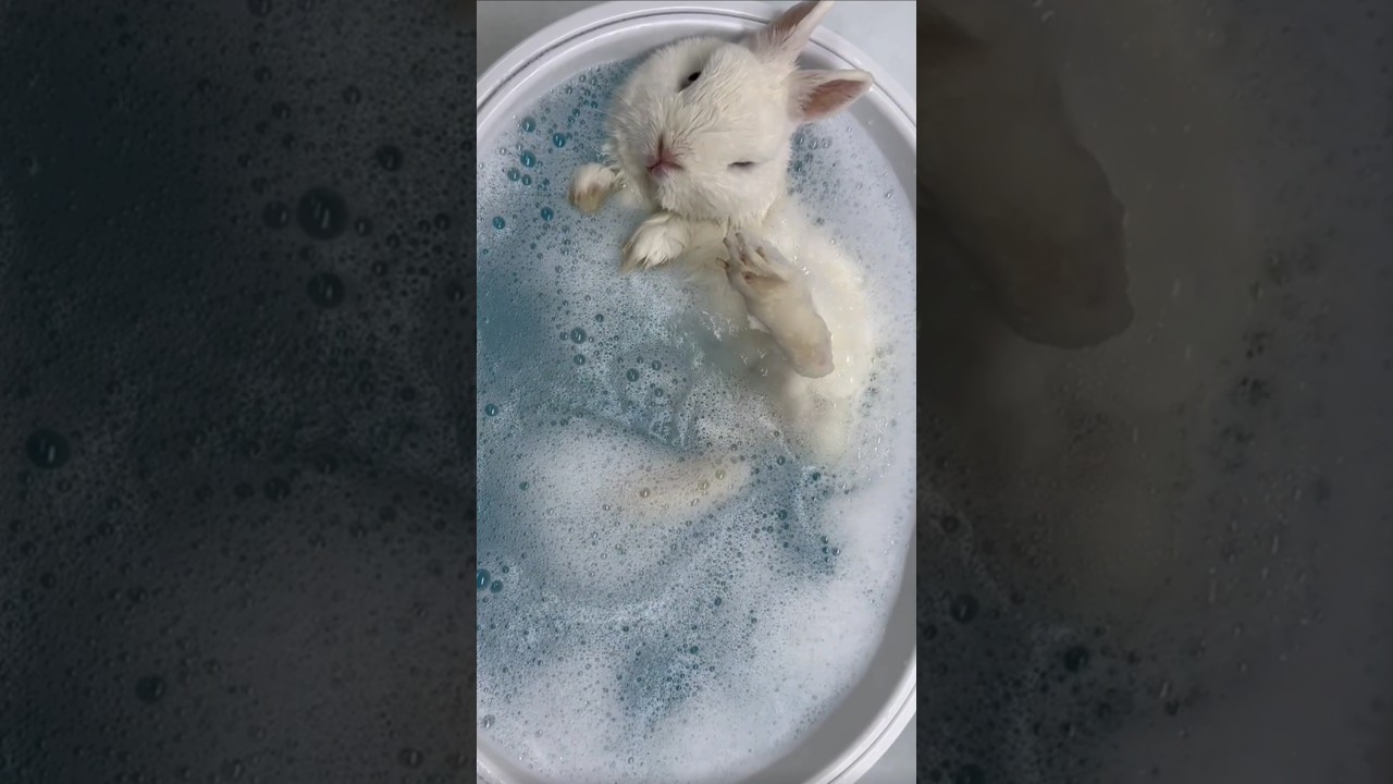 Cute Bunnies Doing Weird Stuff! 🐇❗😂 #rabbit #pets #funny #shorts