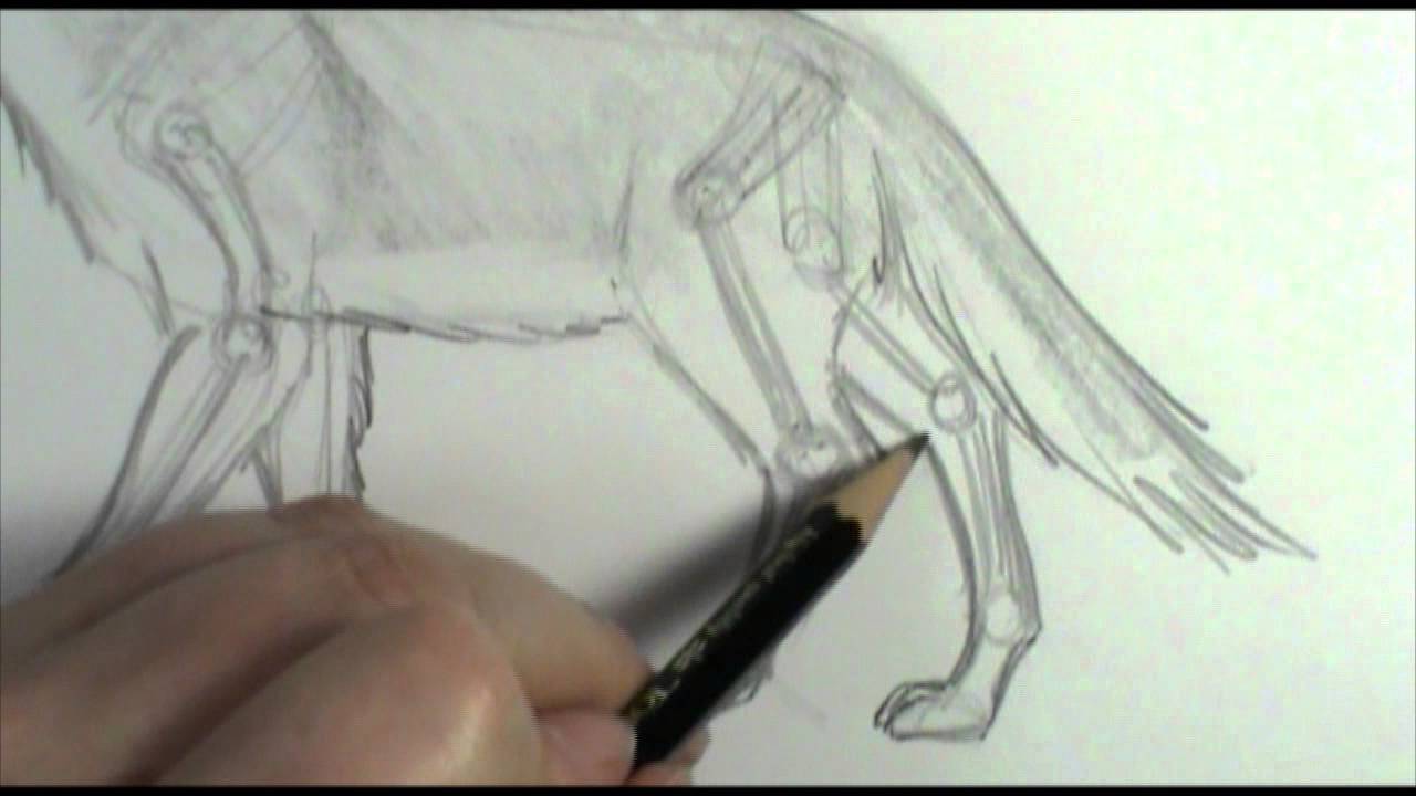 How to draw dog  wolf legs and paws