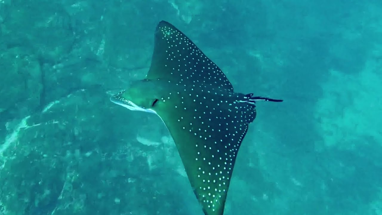 Exploring Cocos Island March 2024